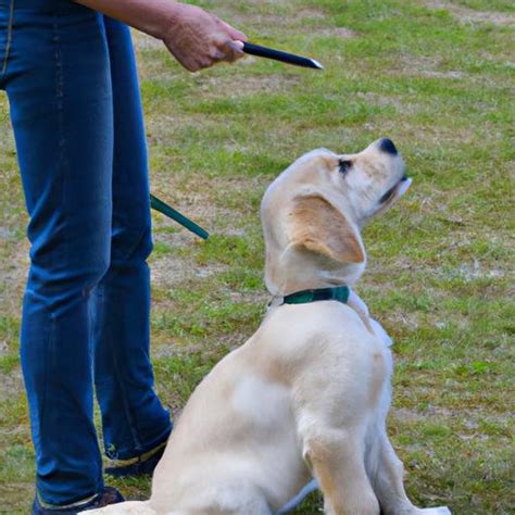 Golden Retriever Training: The Key to a Happy and Obedient Dog