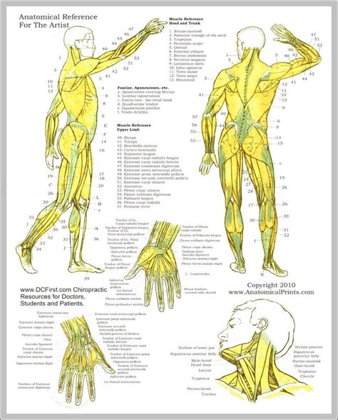 anatomy study guide muscles 744×962 | Anatomy System - Human Body ...