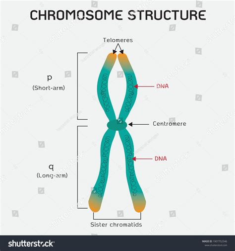 Human Chromosome Structure