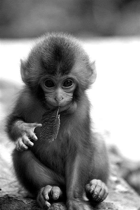 monkey...an adorable black and white shot | Pet monkey, Cute baby ...