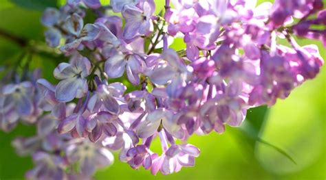 17 Different Lilac Varieties That Thrive in Full Sun