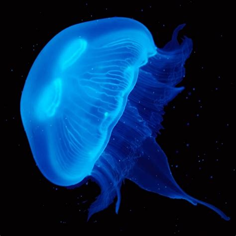 Supersize Moon Jellyfish | Buy Pet Jellyfish Online | UK Jellyfish