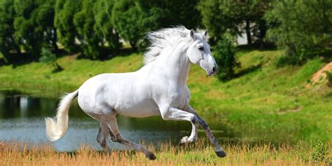 Camarillo White Horse Breed Profile - Helpful Horse Hints