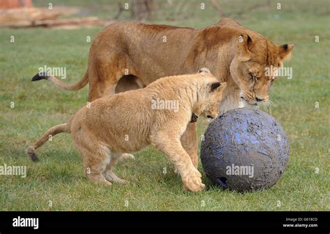 African Lion cubs at West Midlands Safari Park Stock Photo - Alamy