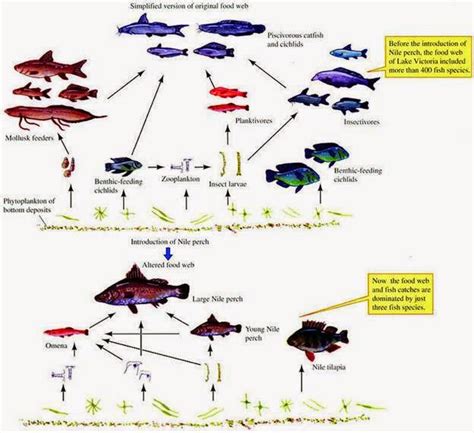 Nile Perch Invasive Species