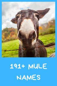 Mule names - 191+ Female , Male & Funny Ideas - Equine Desire