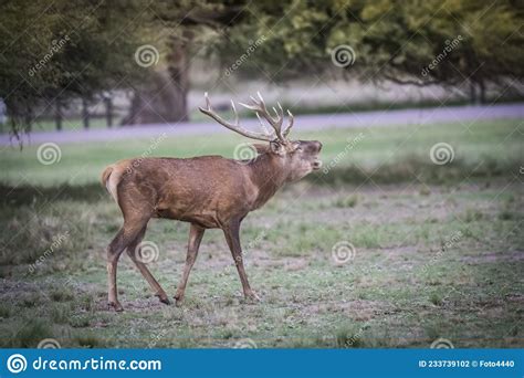 Red deer rut season, stock photo. Image of hunting, nature - 233739102