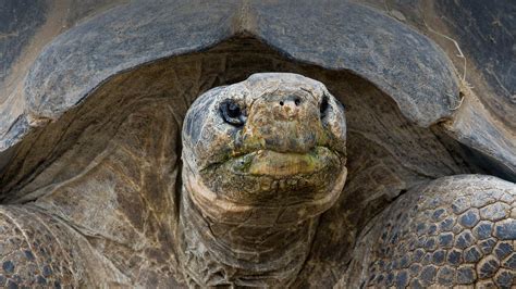 Galápagos Tortoise | San Diego Zoo Animals & Plants