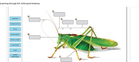 Solved Learning through Art: Arthropod Anatomy abdomen | Chegg.com