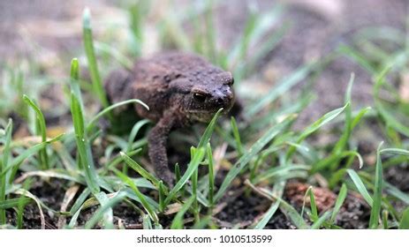 Huge Ugly Brown Toad Sitting Grass Stock Photo 1010513599 | Shutterstock