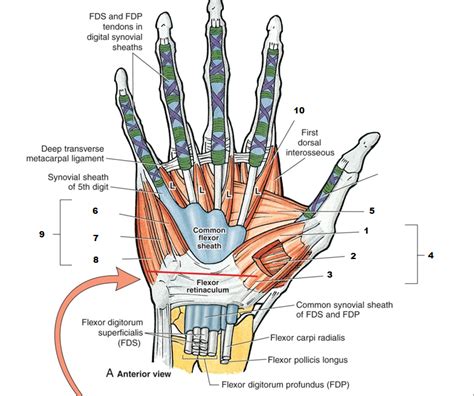 Palmar Hand Anatomy