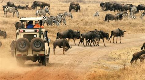 Serengeti National Park Safari Toursa - Serengeti National Park