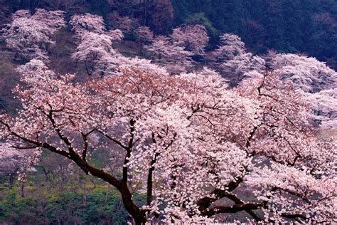 Hanami - Cherry Blossom Viewing Gala - Blain Harasymiw Photography