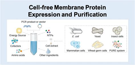 progettista ricevuta impazzito membrane protein purification guardare ...