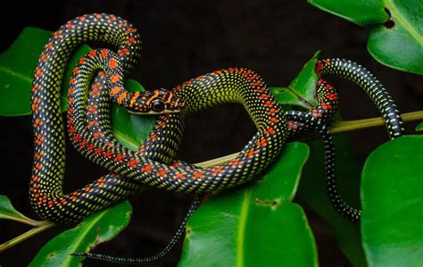 Paradise Tree Snake: A Master of Aerial Acrobatics | WorldWeet