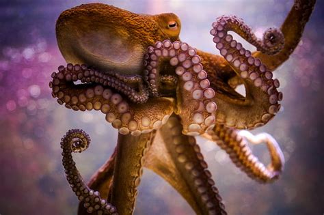 HD wallpaper: animals, octopus, bokeh | Wallpaper Flare