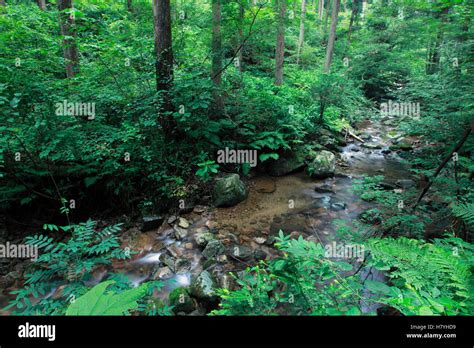 Japanese Giant Salamander (Andrias japonicus) habitat, Honshu, Japan ...