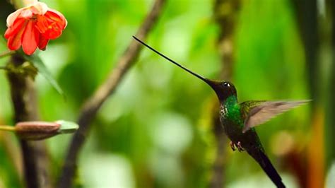 A Tiny Hummingbird With a Beak Longer Than Its Body