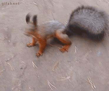 Squirrel GIFs - Find & Share on GIPHY