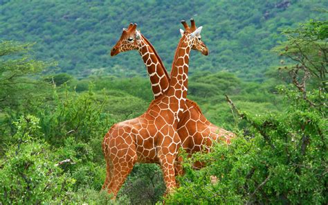 giraffes, Animals, Forest Wallpapers HD / Desktop and Mobile Backgrounds