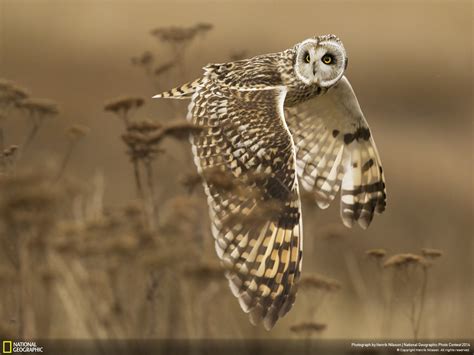 National Geographic’s 2014 Photo Contest Winners Are Stunning | AWOL