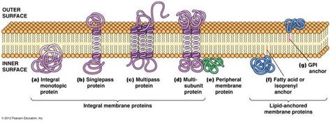 Membrane protein - Alchetron, The Free Social Encyclopedia