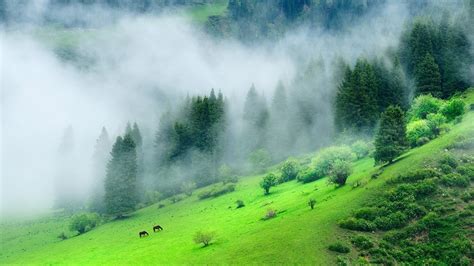 Forest Road Hd Wallpaper Forest Wallpaper Green Nature Wallpaper | The ...