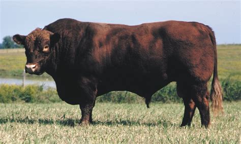 Angus | Grass-fed, Beef Quality, Marbling | Britannica