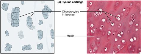 Hyaline Elastic And Fibrocartilage How To Identify Under Microscope ...