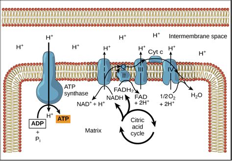 Atp Synthesis Diagram