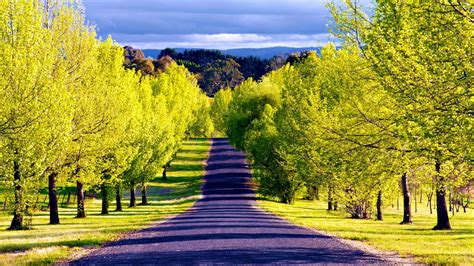 Road Tree Nature Sky Wallpaper In Hd