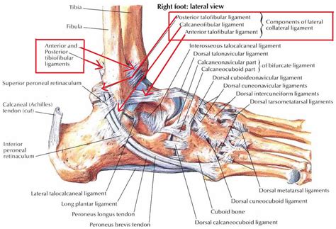 Ankle Tendons Diagram 31+ Diagram Of Foot Tendons