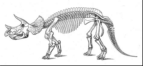 Free Dinosaur Skeleton Cliparts, Download Free Dinosaur Skeleton ...