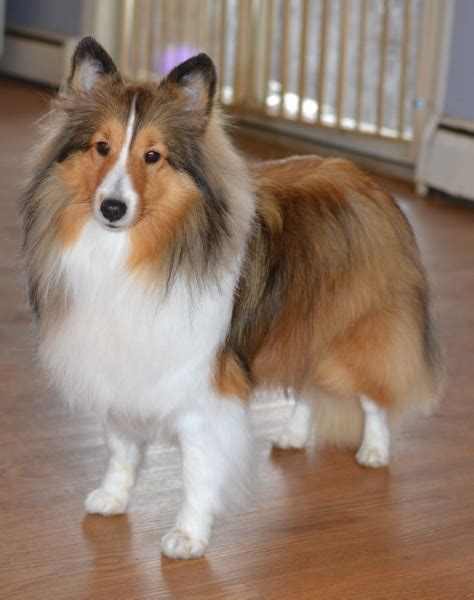 Sable Sheltie Color Is One We All Know And Love