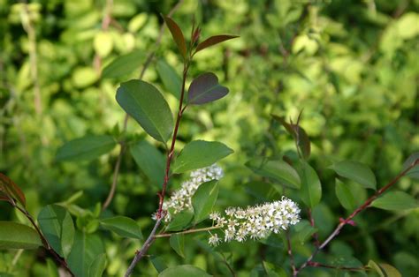 Black Cherry – Identification | Walter Reeves: The Georgia Gardener