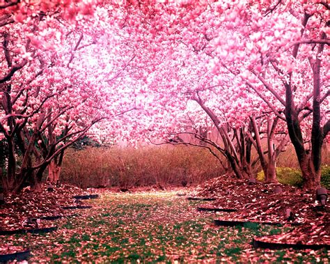 cherry, Blossom, Tree, Landscape Wallpapers HD / Desktop and Mobile ...