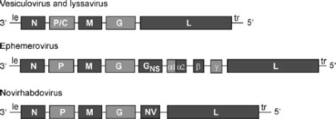 Rhabdoviridae | Basicmedical Key