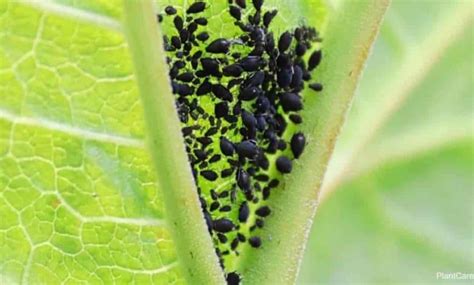 Black Bugs on Plants: The Most Important Black Bugs - Complete Gardering