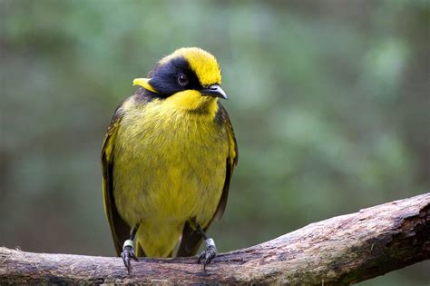 Helmeted Honeyeaters - Friends of the Helmeted Honeyeater Inc