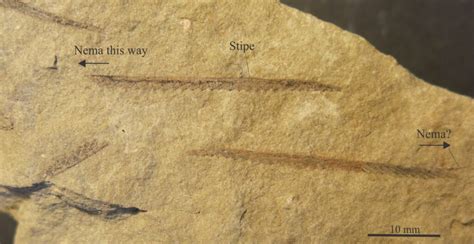 Graptolite morphology for sedimentologists - Geological Digressions