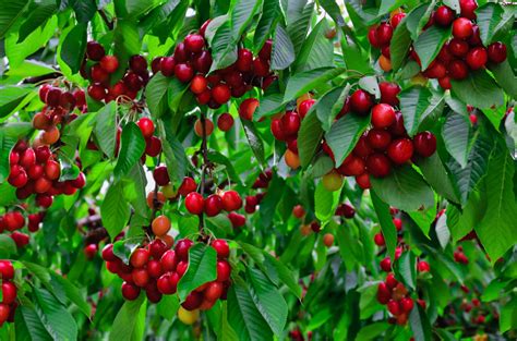 11 Dwarf Fruit Trees You Can Grow in Small Yards