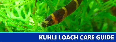 Kuhli Loach Fish Care Guide: Fact Sheet, Breeding, Behavior