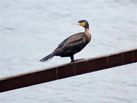 Premium Photo | Cormorant