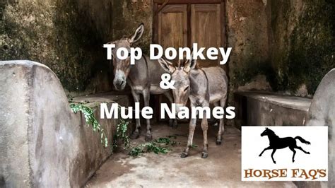 Top Donkey & Mule Names – Horse FAQ’s