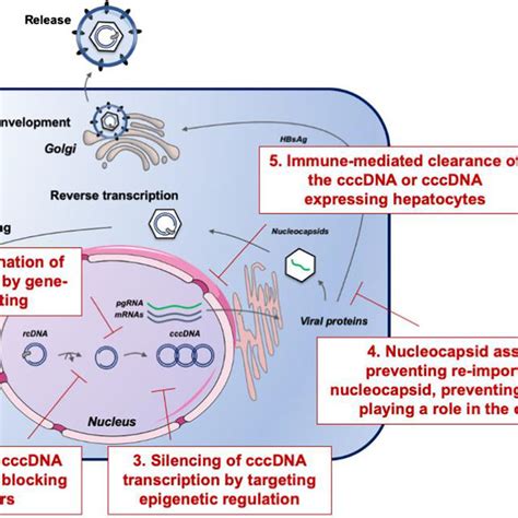 Examples for therapeutic strategies for HBV cure in preclinical and ...