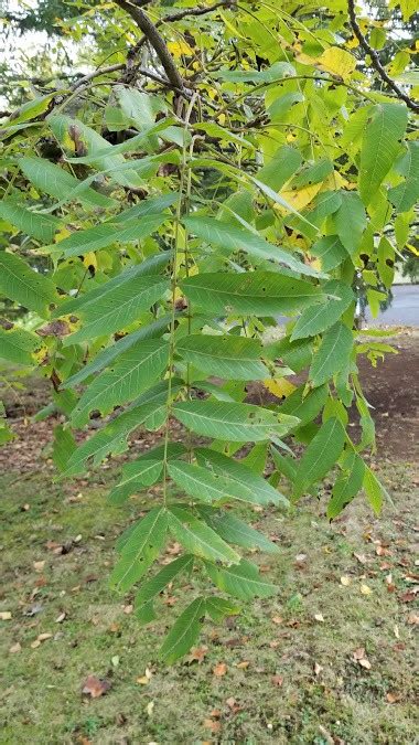 Complete Guide to Black Walnut Trees – Juglans Nigra – GrowIt BuildIT