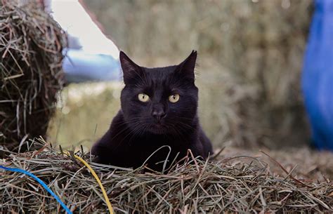 Barn Cat Program