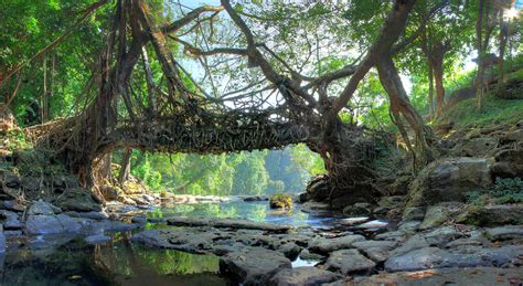 LIVING ROOT BRIDGE - MAWLYNNONG Photos, Images and Wallpapers ...