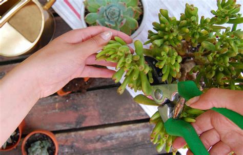 How to Plant Succulent Cuttings