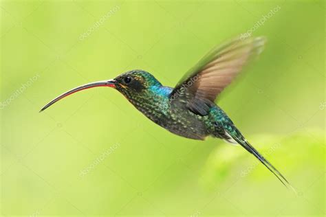 Hummingbird with long beak Stock Photo by ©OndrejProsicky 102969206